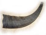 Рог буйвола 40 см, охотничий
